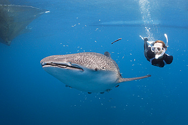 Whale shark (Rhincodon typus) and freediver, Cenderawasih Bay, West Papua, Indonesia, Southeast Asia, Asia