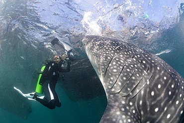 Scuba diver photographing feeding whale shark (Rhincodon typus), Cenderawasih Bay, West Papua, Indonesia, Southeast Asia, Asia