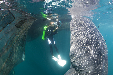 Scuba diver photographing feeding whale shark (Rhincodon typus), Cenderawasih Bay, West Papua, Indonesia, Southeast Asia, Asia