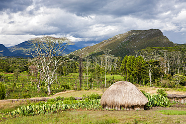 Traditional Dani village in the Baliem Valley, West Papua, Indonesia, Southeast Asia, Asia