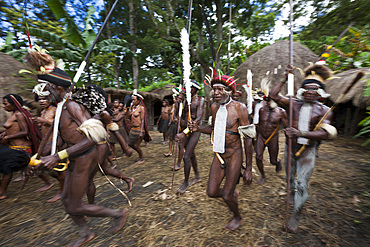 Warriors of Dani tribe, Baliem Valley, West Papua, Indonesia, Southeast Asia, Asia