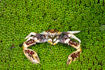 Porcelain crab (Neopetrolisthes oshimai), in sea anemone, Cenderawasih Bay, West Papua, Indonesia, Southeast Asia, Asia