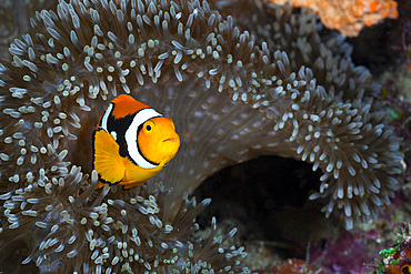 Clown anemonefish (Amphiprion percula) in sea anemone, Cenderawasih Bay, West Papua, Indonesia, Southeast Asia, Asia