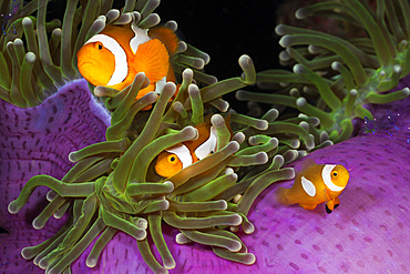 Clown anemonefish (Amphiprion ocellaris) in magnificent sea anemone (Heteractis magnifica), Cenderawasih Bay, West Papua, Indonesia, Southeast Asia,  Asia