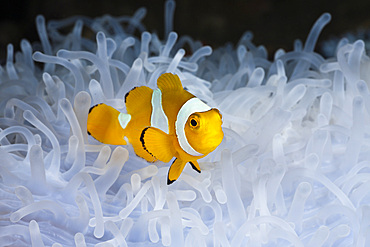 Juvenile clown anemonefish (Amphiprion ocellaris) in bleached sea anemone (Heteractis magnifica), Cenderawasih Bay, West Papua, Indonesia, Southeast Asia, Asia