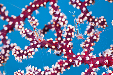 Commensal shrimp (Periclimenes psamathe) on seafan, Cenderawasih Bay, West Papua, Indonesia, Southeast Asia, Asia