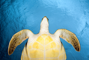 Green sea turtle (Chelonia mydas), Baa Atoll, Maldives, Indian Ocean, Asia