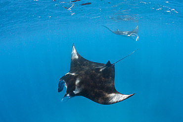 Manta (Manta birostris), Hanifaru Bay, Baa Atoll, Maldives, Indian Ocean, Asia