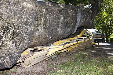 Tree uprooted by Hurricane, Caribbean Sea, Dominica