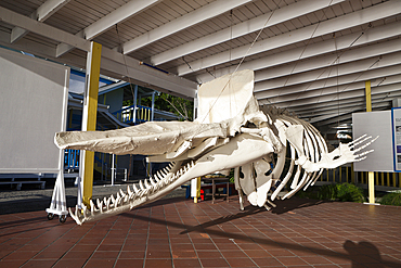 Skeleton of Sperm Whale, Physeter macrocephalus, Caribbean Sea, Dominica