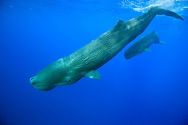 Sperm Whale Mother and Calf, Physeter macrocephalus, Caribbean Sea, Dominica