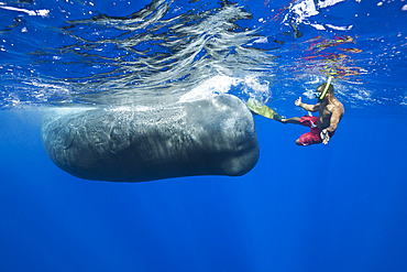 Sperm Whale and Skin diver, Physeter macrocephalus, Caribbean Sea, Dominica