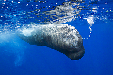 Sperm Whale blows Air of Bullet Wound, Physeter macrocephalus, Caribbean Sea, Dominica