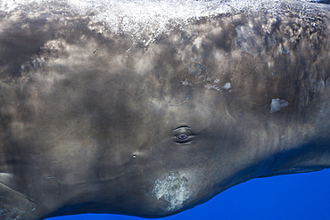 Sperm Whale Eye, Physeter macrocephalus, Caribbean Sea, Dominica