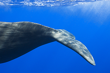 Sperm Whale Tail, Physeter macrocephalus, Caribbean Sea, Dominica