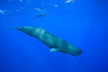 Sperm Whale and Skin diver, Physeter macrocephalus, Caribbean Sea, Dominica