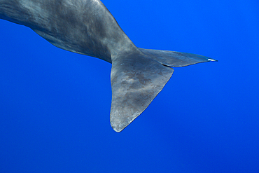 Sperm Whale, Physeter macrocephalus, Caribbean Sea, Dominica