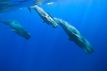 Social bahavior of Sperm Whale, Physeter macrocephalus, Caribbean Sea, Dominica