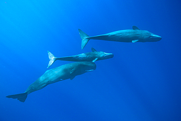 Social bahavior of Sperm Whale, Physeter macrocephalus, Caribbean Sea, Dominica