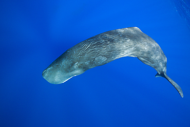 Sperm Whale, Physeter macrocephalus, Caribbean Sea, Dominica