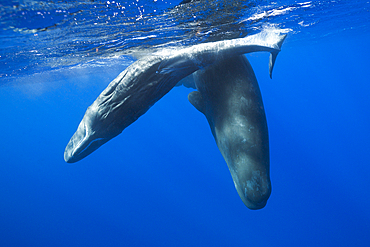 Social bahavior of Sperm Whale, Physeter macrocephalus, Caribbean Sea, Dominica