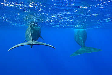 Sperm Whale, Physeter macrocephalus, Caribbean Sea, Dominica