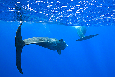 Sperm Whale, Physeter macrocephalus, Caribbean Sea, Dominica