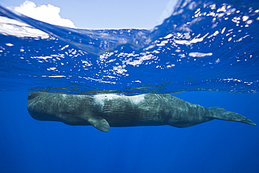 Sperm Whale, Physeter macrocephalus, Caribbean Sea, Dominica