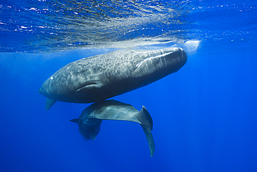 Social bahavior of Sperm Whale, Physeter macrocephalus, Caribbean Sea, Dominica