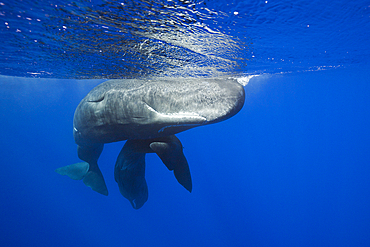 Social bahavior of Sperm Whale, Physeter macrocephalus, Caribbean Sea, Dominica