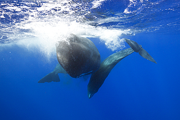 Sperm Whale territorial fight, Physeter macrocephalus, Caribbean Sea, Dominica