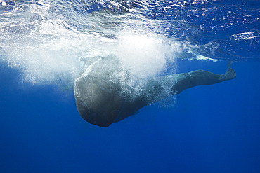 Sperm Whale territorial fight, Physeter macrocephalus, Caribbean Sea, Dominica