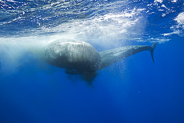 Sperm Whale territorial fight, Physeter macrocephalus, Caribbean Sea, Dominica