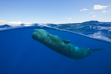 Sperm Whale, Physeter macrocephalus, Caribbean Sea, Dominica