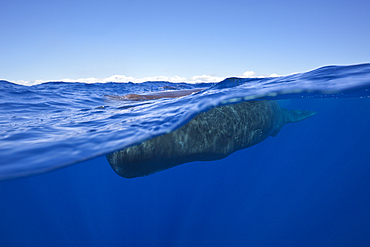 Sperm Whale, Physeter macrocephalus, Caribbean Sea, Dominica