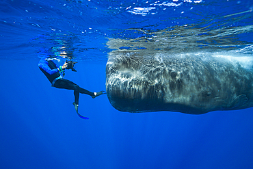 Sperm Whale and Skin diver, Physeter macrocephalus, Caribbean Sea, Dominica