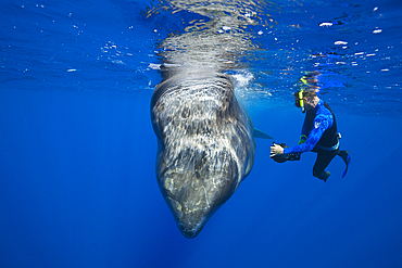 Sperm Whale and Skin diver, Physeter macrocephalus, Caribbean Sea, Dominica