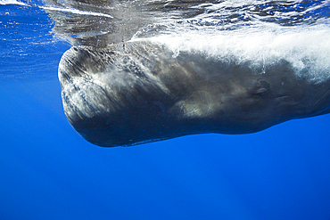 Sperm Whale, Physeter macrocephalus, Caribbean Sea, Dominica