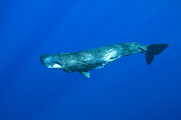 Sperm Whale, Physeter macrocephalus, Caribbean Sea, Dominica