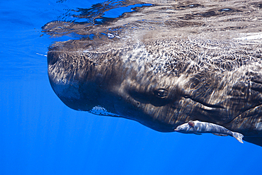 Sperm Whale, Physeter macrocephalus, Caribbean Sea, Dominica