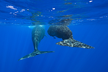 Social bahavior of Sperm Whale, Physeter macrocephalus, Caribbean Sea, Dominica