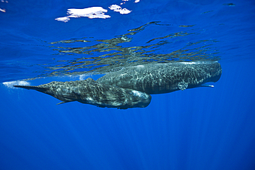 Sperm Whale Mother and Calf, Physeter macrocephalus, Caribbean Sea, Dominica