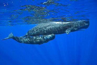 Sperm Whale Mother and Calf, Physeter macrocephalus, Caribbean Sea, Dominica