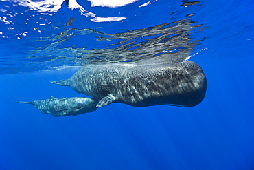 Sperm Whale Mother and Calf, Physeter macrocephalus, Caribbean Sea, Dominica