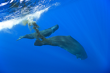 Sperm Whale, Physeter macrocephalus, Caribbean Sea, Dominica