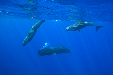 Social bahavior of Sperm Whale, Physeter macrocephalus, Caribbean Sea, Dominica