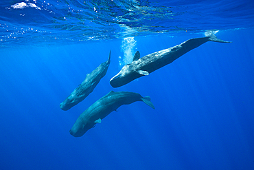 Social bahavior of Sperm Whale, Physeter macrocephalus, Caribbean Sea, Dominica