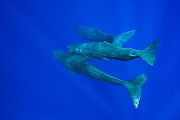 Social bahavior of Sperm Whale, Physeter macrocephalus, Caribbean Sea, Dominica