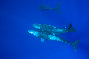 Social bahavior of Sperm Whale, Physeter macrocephalus, Caribbean Sea, Dominica