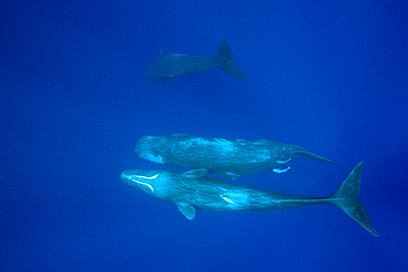 Social bahavior of Sperm Whale, Physeter macrocephalus, Caribbean Sea, Dominica